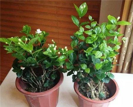 茉莉不开花 茉莉不开花