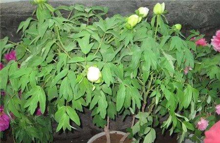 牡丹不开花 牡丹不开花
