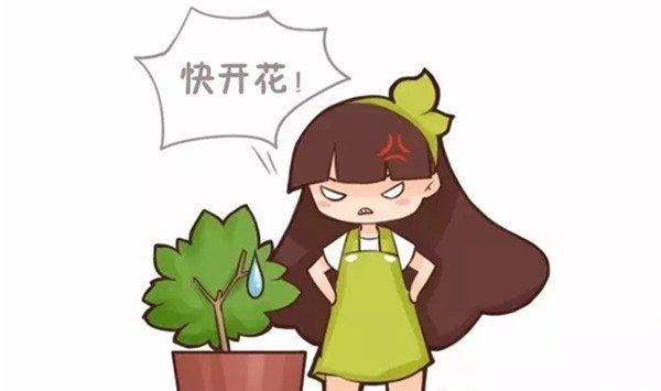 君子兰栀子不开花，只需1招花开满盆