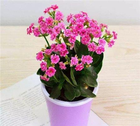 长寿不开花 长寿不开花