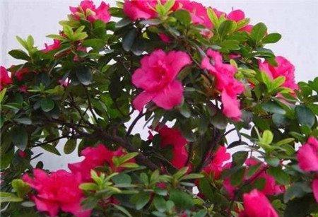 杜鹃不开花 杜鹃不开花