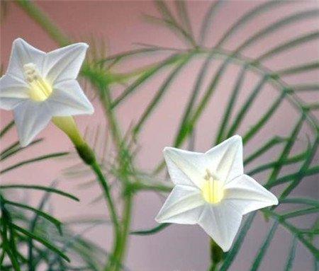 茑萝花开