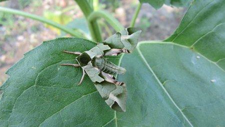 八仙花蝙蝠蛾