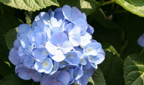 八仙花（绣球花）虫害防治
