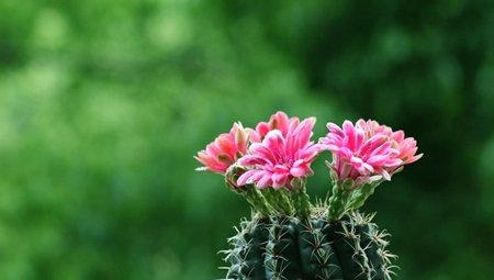 仙人球开花