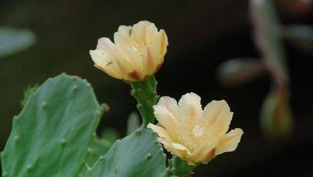 仙人掌开花