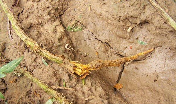 菊花如何防止烂根