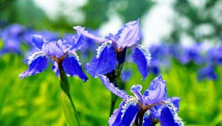 蝴蝶花烂根怎么办 蝴蝶花烂根怎么办