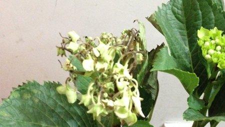 八仙花枯萎
