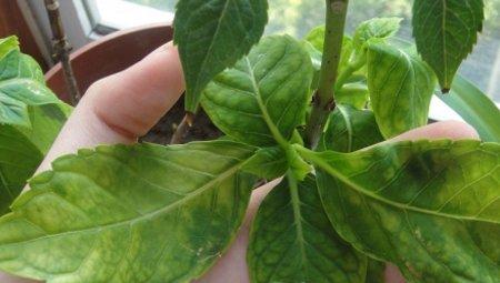 八仙花养护-正确施肥