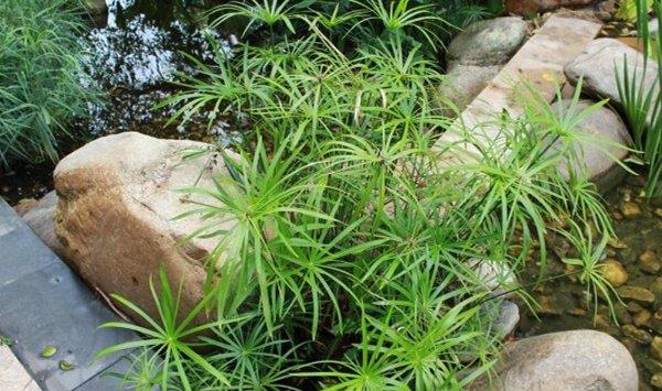 旱伞草（水棕竹）叶子发黄怎么办