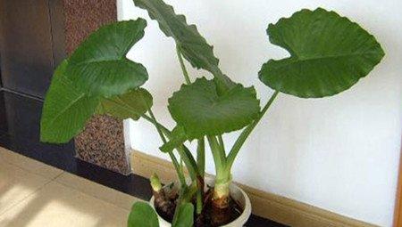 滴水观音