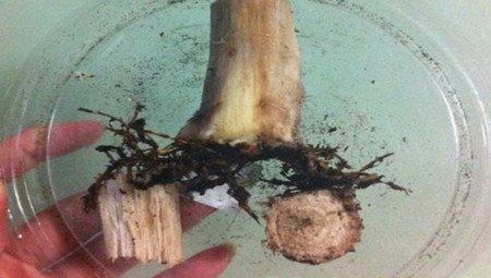 切成块状 切成块状