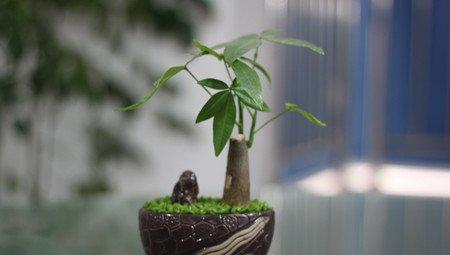 健康的发财树 健康的发财树