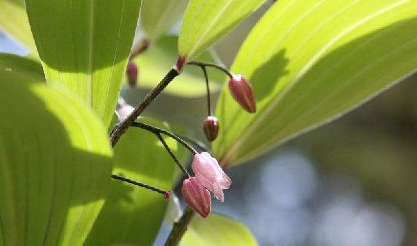 玉竹烂根怎么办 玉竹烂根怎么办