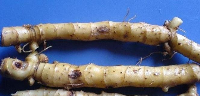 玉竹烂根 玉竹烂根