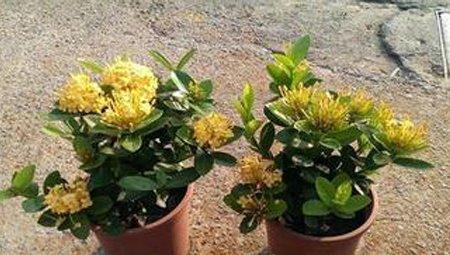 仙丹花摘心方法