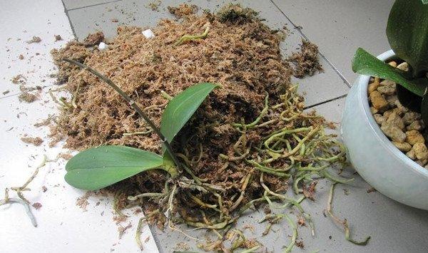 蝴蝶兰烂根怎么办