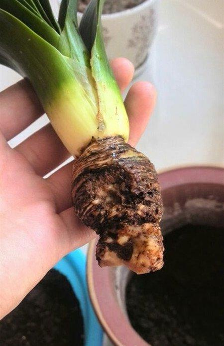 君子兰烂根怎么处理