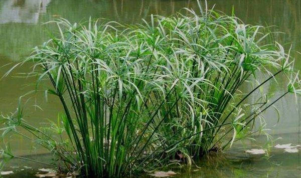 旱伞草（水棕竹）烂根怎么办