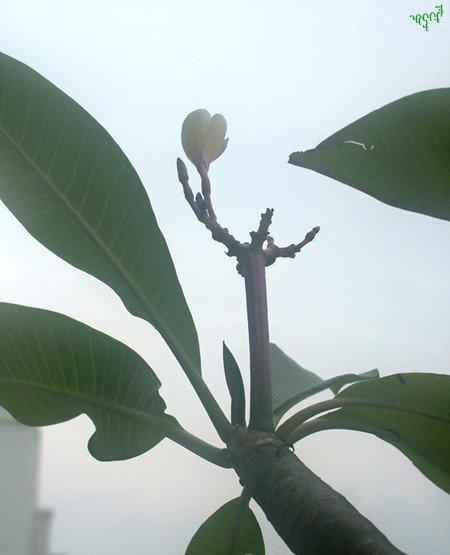 阳光下的木兰