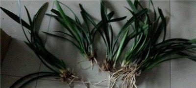 兰花烂根原因:环境不适 兰花烂根原因:环境不适