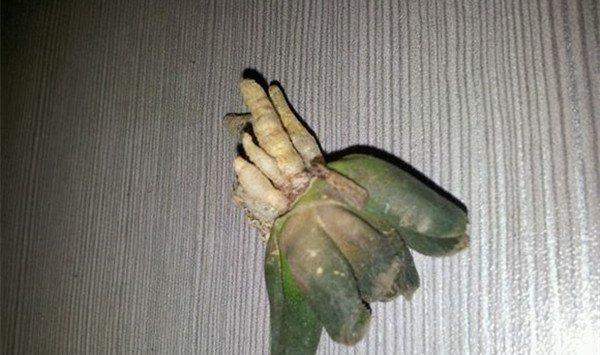 唐扇烂根怎么办