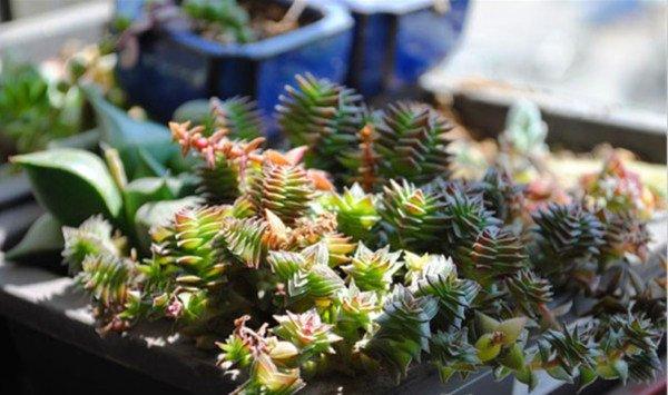 茜之塔烂根怎么办