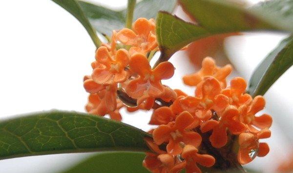 桂花烂根怎么办