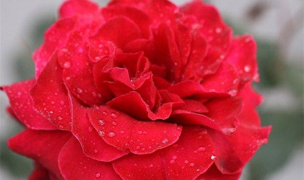 月季花烂根怎么办