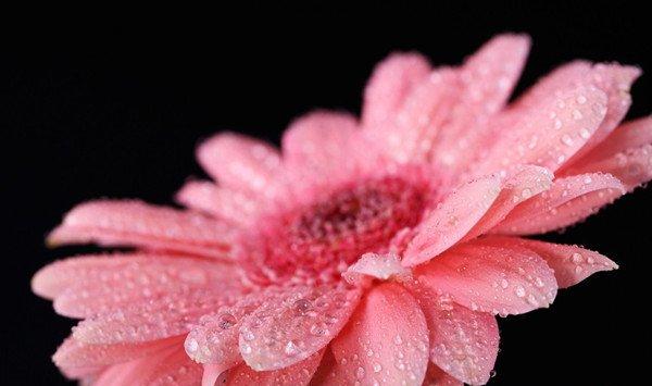 非洲菊烂根怎么办