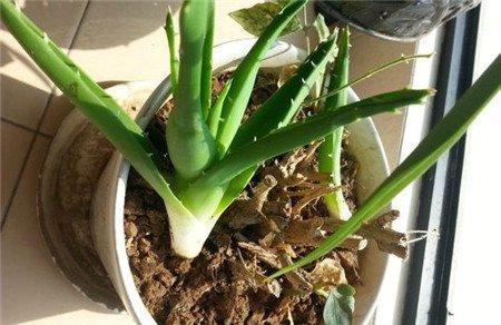 芦荟烂根了怎么办 芦荟烂根了怎么办