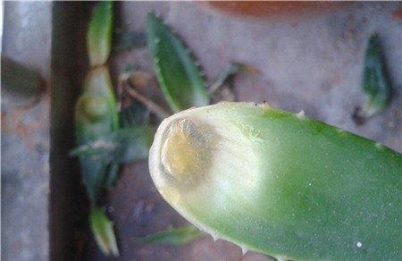 芦荟烂根了怎么办 芦荟烂根了怎么办