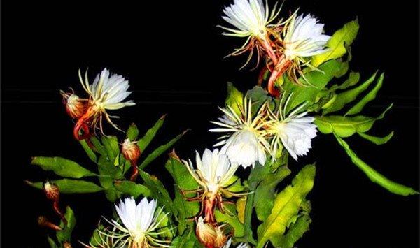 昙花烂根了要怎么办