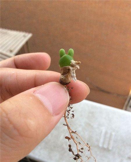 碧光环烂根原因 碧光环烂根原因