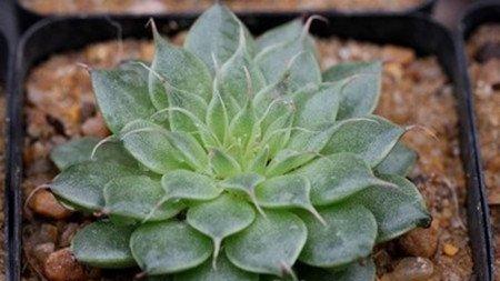银星烂根的原因 银星烂根的原因