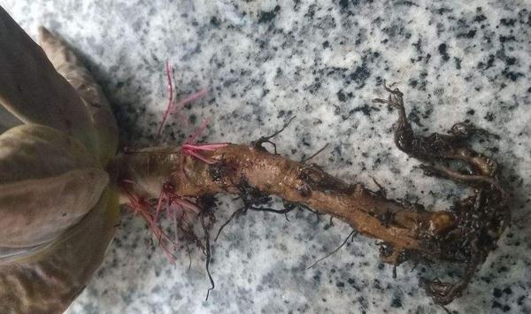 多肉植物的烂叶,烂根怎么办