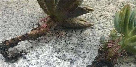 多肉植物腐烂部位
