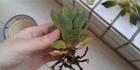 多肉植物腐烂原因