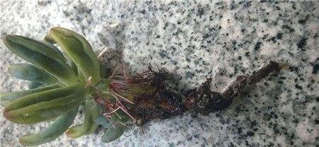 多肉植物腐烂治疗