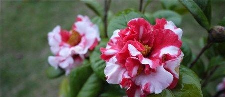 茶花烂根是因为盆土不当 茶花烂根是因为盆土不当