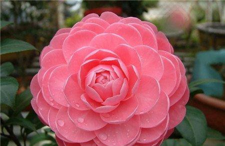 茶花烂根是因为施肥太多 茶花烂根是因为施肥太多