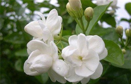 茉莉花烂根怎么办 茉莉花烂根怎么办