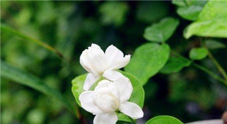 茉莉花烂根的原因 茉莉花烂根的原因