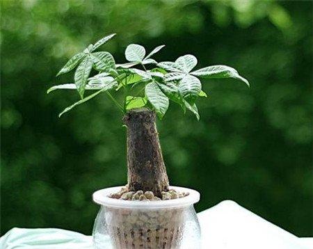 水培发财树需要合适的光照和温度 水培发财树需要合适的光照和温度