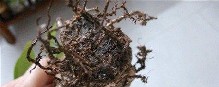 水培发财树需要修剪 水培发财树需要修剪