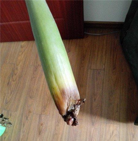 金钱树烂根的原因 金钱树烂根的原因