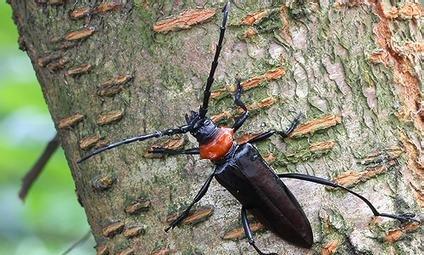 桃红颈天牛 桃红颈天牛