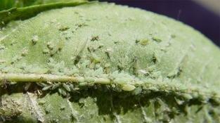 桃粉大蚜 桃粉大蚜