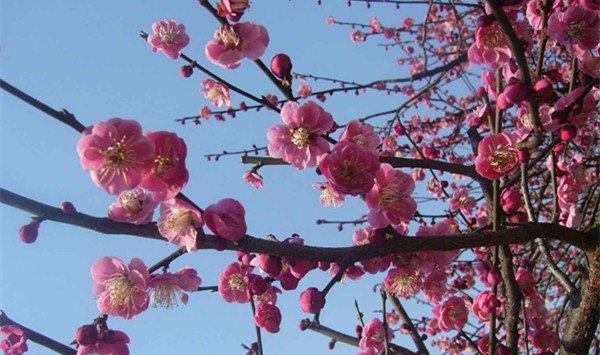 梅花主要虫害的识别与防治 梅花主要虫害的识别与防治